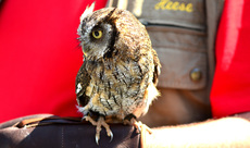 Choliba-Kreischeule (06).jpg